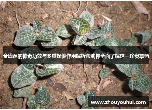 金线莲的神奇功效与多重保健作用解析帮助你全面了解这一珍贵草药
